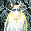 Cicada