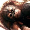 Orangutanlar