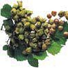 Fiskobirlik'te