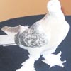 Kanatl
