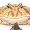 Dinazor