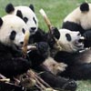 Pandalar