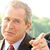Bush